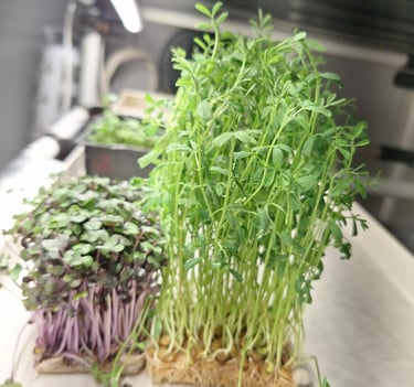 Fresh brown lentils and red cabbage microgreens growing in a tray under indoor LED grow lights.