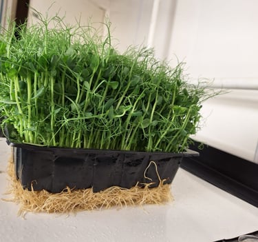 Fresh organic green pea shoots growing in a black seedling tray with visible roots for indoor gardening.