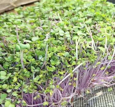 Fresh organic radish microgreens with vibrant purple stems and green leaves growing in a tray.