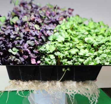 Fresh purple and green radish microgreens growing in a tray with visible roots.