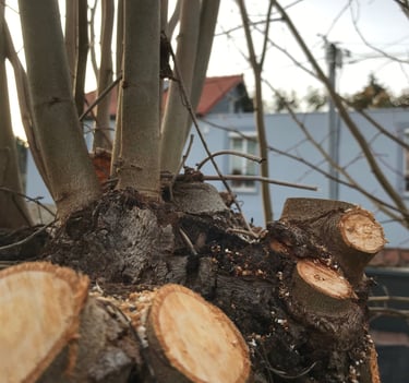 Élagage à Soisy-sur-Seine et aux alentours.