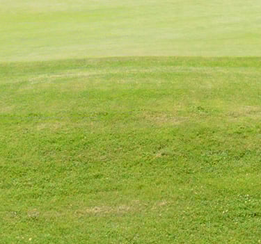 Tonte de pelouses à Soisy-sur-Seine et aux alentours.