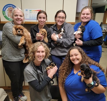 Cavalier puppies and the staff