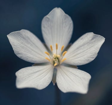 A macro photograph of a delicate North American / US wildflower. The petals are a soft off-white, with a shallow depth of field that blurs the background into artistic steel blue and dark navy tones.