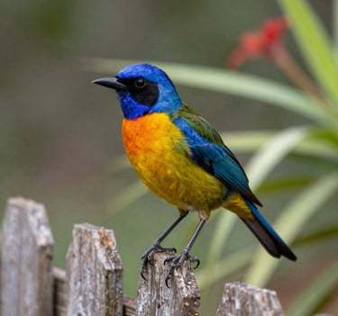 A candid shot of a colorful bird native to South Africa perched on a rustic wooden fence, blurred garden background, professional artistry style, vibrant natural colors.
