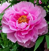a pink flower with green leaves and a yellow flower