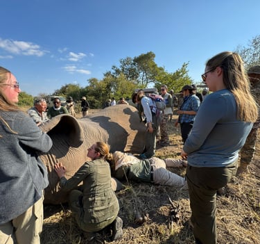 Students watching and assisting Dr. Erik to place a tracking collar on an immobilized elephant bull