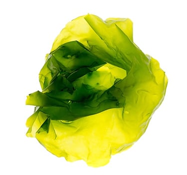 Ulva lactuca