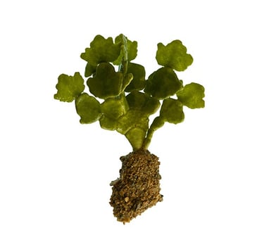 Halimeda macroloba