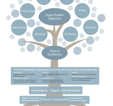 Image of functional medicine tree chart