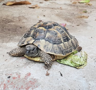 Angelas Taverna Pentati Villa Olivia Corfu Turtle