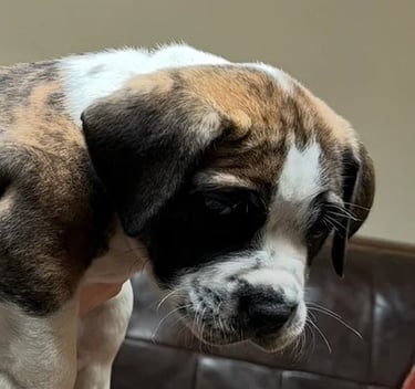 Brindle Boerboel puppy for sale uk