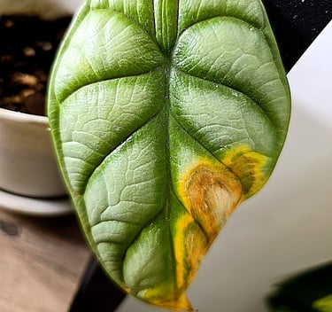 Brown crispy leaf tip on an Alocasia Silver Dragon plant