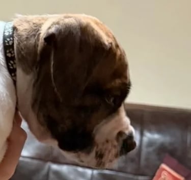 Brindle red and tan Boerboel puppy for sale uk