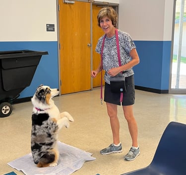 a dog holds a sit pretty position while the owner smiles