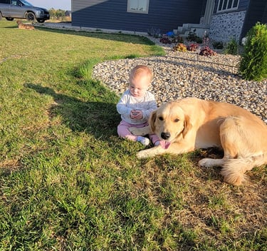 calm and gentle golden retriever with a baby outside
