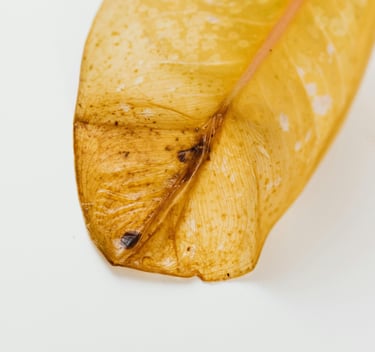 Dead yellowing leaf from a Ficus tree