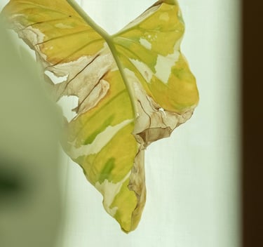 Wilting yellow leaf from a Monstera deliciosa Albo Variegata