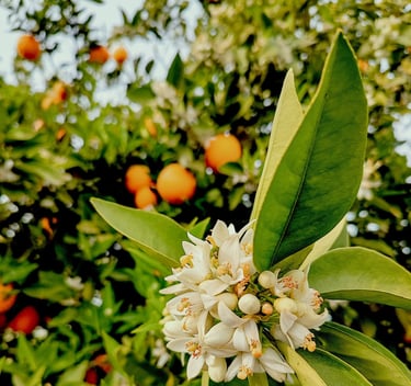 Sizilianische Orange