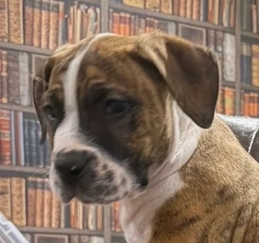 Brindle light red Boerboel puppy standing on for salea couch in a living room