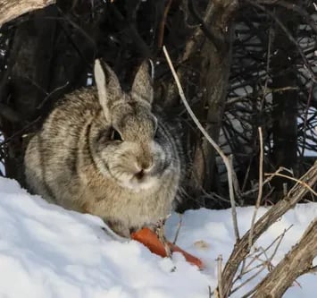 White tail prairie hare eating carrot under bush on a snow drift in Canada