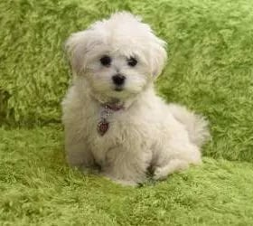 small puppy