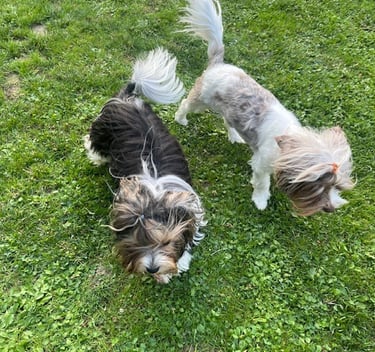 couple parents biewer