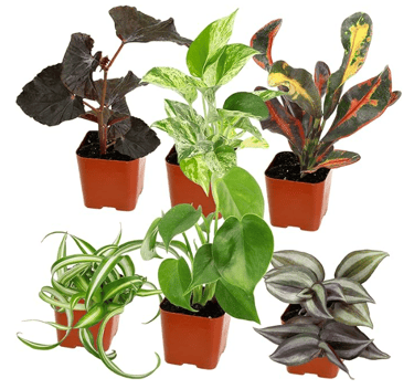 6 indoor plants of different varieties  in brown planters