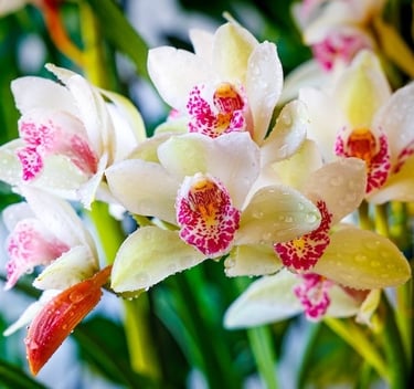 cymbidiumwithwhitebloomsandredlips