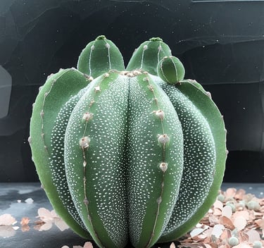 Astrophytum myriostigma Cactus