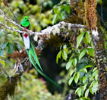 A Resplendent Quetzal with a stunning irridescent green tail in front of a bromeliad in Montebello