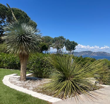 Magnifique plantes exotiques en décor