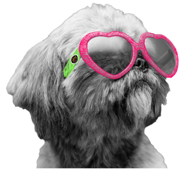 Foto Preta e branca com Cachorro de óculos escuros, os oculos sao pintados nas cores rosa e verde