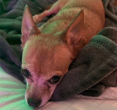 Small tan Chihuahua mix with a brain tumor. Please donate. 