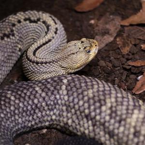 Threat and Danger from Snakes