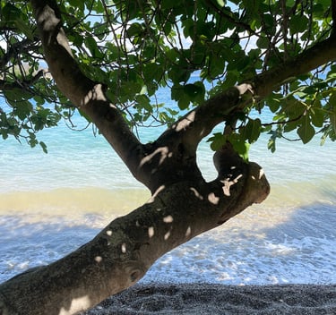 a tree that is sitting on the beach