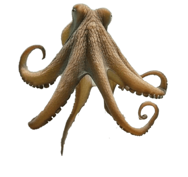 Chatrou gite chez Claudia