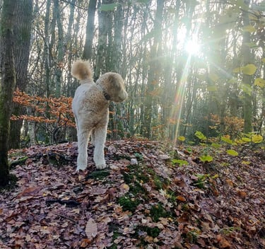 a dog standing on a pile of leaves