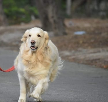 Dog Boarding, Dog Boarding near me, Pet Boarding, Pet Boarding near me, Dog Care, Happy Pettings