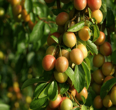 mirabelles