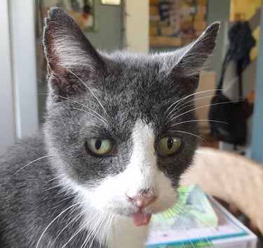 Ziggy on the kitchen table with his tongue out