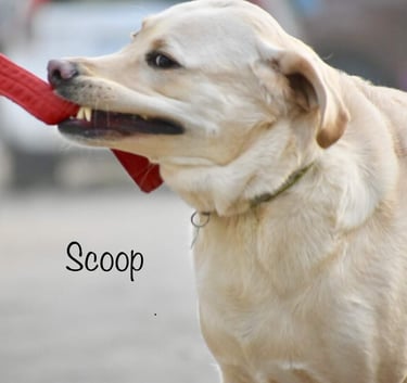 Dog Boarding, Dog Boarding near me, Pet Boarding, Pet Boarding near me, Dog Care, Happy Pettings