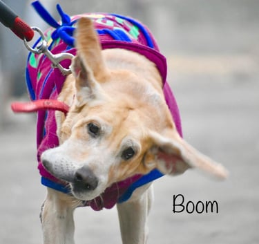 Dog Boarding, Dog Boarding near me, Pet Boarding, Pet Boarding near me, Dog Care, Happy Pettings