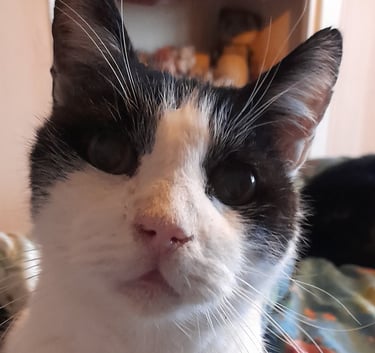 A close up of Charlie looking at the camera