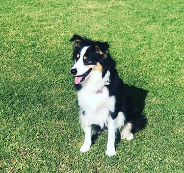 tri black border collie puppies 