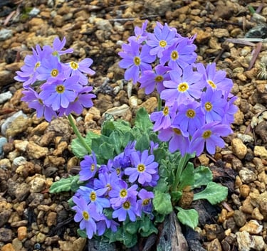El uso eficaz de las esencias florales - Terapica Holística en Barcelona
