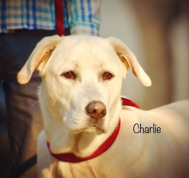 Dog Boarding, Dog Boarding near me, Pet Boarding, Pet Boarding near me, Dog Care, Happy Pettings