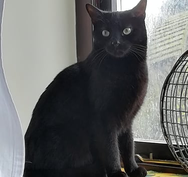Orla sitting on the window sill