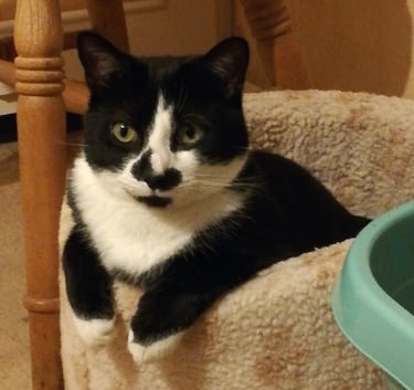 Hugo leaning against the side of a soft bed with his legs dangling out