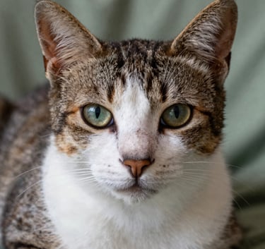 Close-up macro photography of a healthy, calm cat's face with clear eyes, sitting on a sage green blanket in a Latin American / Spanish home.